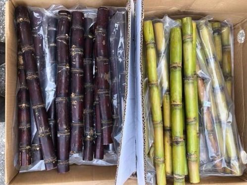 IQF - Frozen Sugarcane Stick - Factory Direct Sales - Frozen Fruits and Vegetables in bulk - Image 4