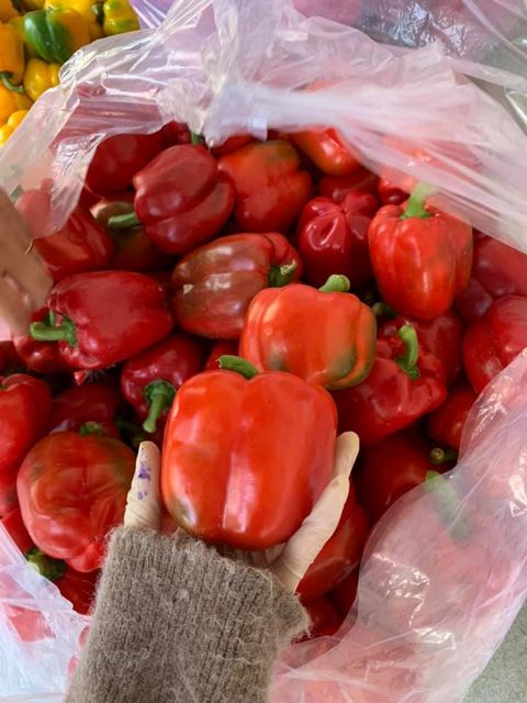 Bell Peppers/Capsicum - Natural Fruit from Vietnam - High Quality and Best Price for export to many markets. - Image 3