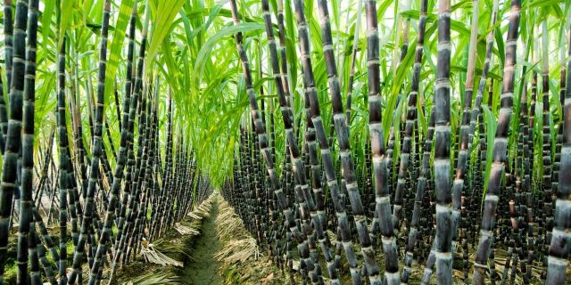 IQF - Frozen Sugarcane Stick - Factory Direct Sales - Frozen Fruits and Vegetables in bulk - Image 5