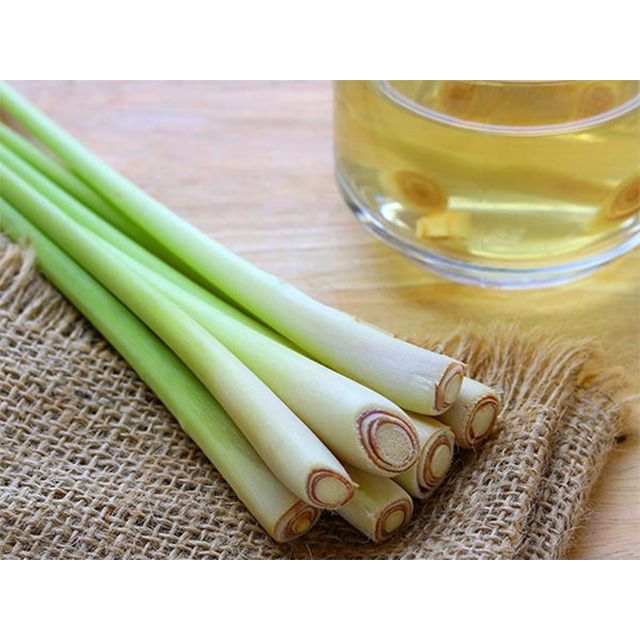 Lemongrass Barbed Wire Grass Made In Vietnam 100% Fresh To Export Cheap Price Hot Sale 2022 - Image 3