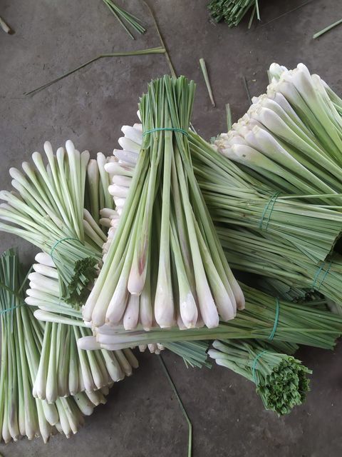 IQF Frozen Lemongrass - Tropical Fruits & Vegetables from Vietnam - Image 4
