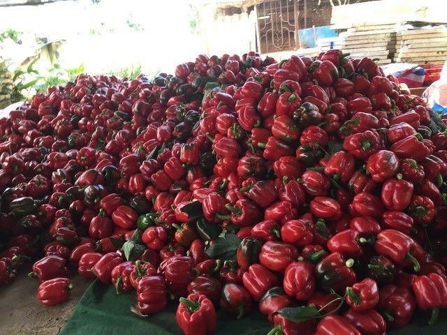 Capsicum/Fresh Red Bell pepper from Vietnam to the best price - VietGAP and GlobalGAP standards in agricultural production - Image 3