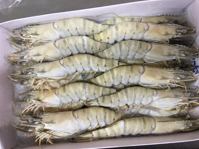 Wholesale Frozen HOSO Black Tiger Shrimp iqf block packing 1.3 kg/tray EU standard - fresh udang tiger prawn head on shell on - Image 4
