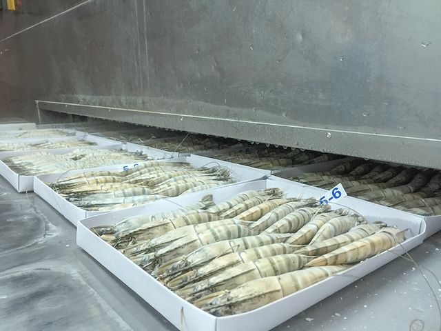 Wholesale Frozen HOSO Black Tiger Shrimp iqf block packing 1.3 kg/tray EU standard - fresh udang tiger prawn head on shell on - Image 2