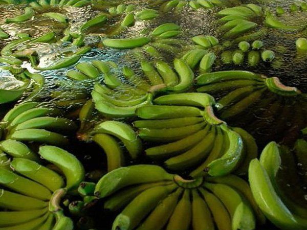 Fresh Cavendish Banana 100% Natural High Quality Fruit from Vietnam & Best Price for Export to many other markets. - Image 5