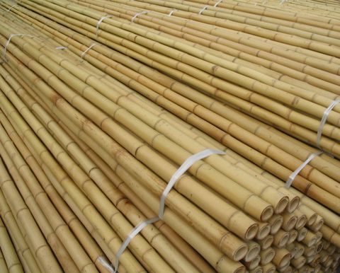 Garden Dried Bamboo Cane Bamboo Stick Bamboo Pole for Plantin/Bamboo Canes/ Bamboo Pole 99GD - Image 5