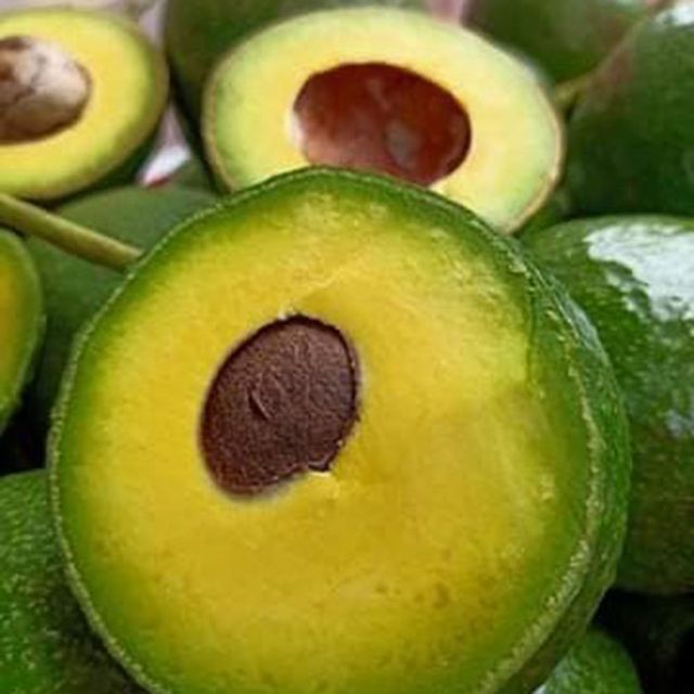 Fresh Avocado Fruit from Vietnam, Guaranteed Young and Fresh (Ho Chi Minh Port) - Image 4