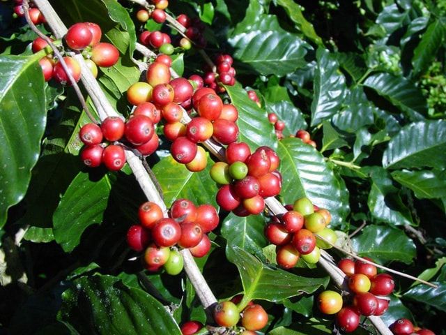 Arabica Washed Green Coffee Bean Packaging Bulk Weight (kg) 60 Variety Robusta Type Coffee Bean Max. Moisture (%) 3 Model Number - Image 3