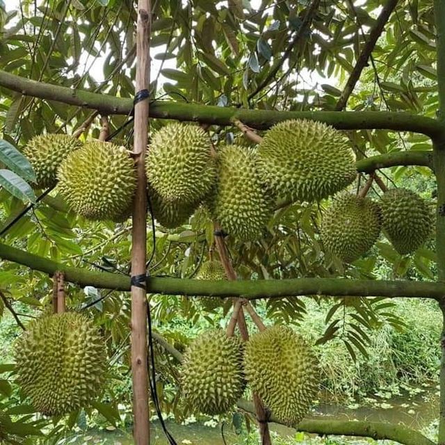 FRESH DURIAN RI6 MONTHONG EXPORT WHOLESALE FROM VIETNAM HIGH QUALITY SUPPLIER FOR US, EU MARKET – product photo 4, product detail gallery