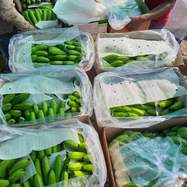 Vietnamese Cavendish Bananaare rich in nutrients for the body and are exported to the EU, ASIA markets and many other countries. - Image 5