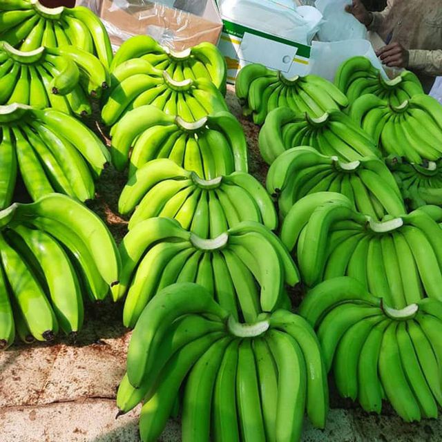 Green Banana from Vietnam / High quality Fresh Banana fruit for wholesale (Ho Chi Minh Port) - Image 4