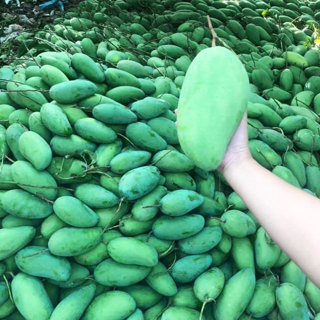 Fresh Taiwanese Mango Guaranteed Sweet and New from Farm / Planted at Southern of Vietnam (Export from Ho Chi Minh Port) - Image 5