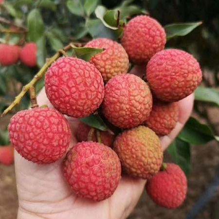 vietnamese fresh litchis with standard quality, good for health and the cheapest price shipping to EU, US, ASIA and other market - Image 3