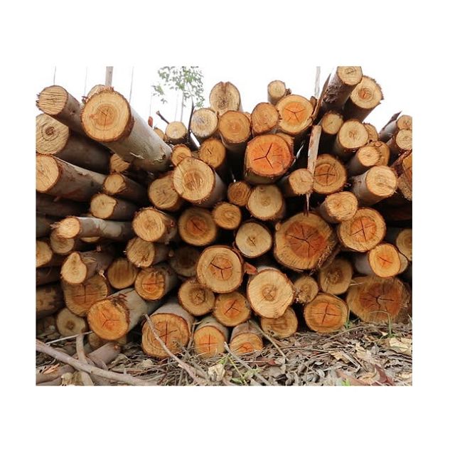 Wholesale Hardwood Eucalyptus Wood Logs and Timber Cheap Price from Natural Forest - Image 4