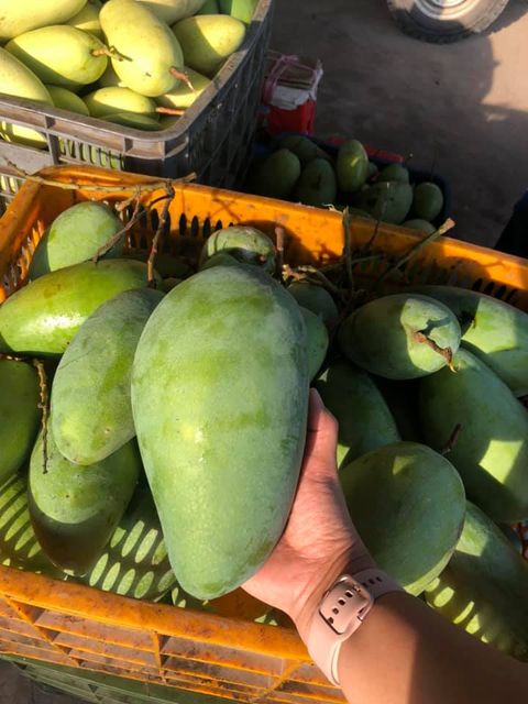 Fresh Green Mango Fruit - 100% Organic High Quality (Certification: GAP, HACCP...) from VIETNAM - Image 3