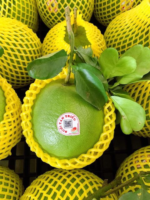 Vietnamese Grapefruit for large fruit, sweet aroma that no other pomelo can match, exported to EU, and many other markets - Image 3
