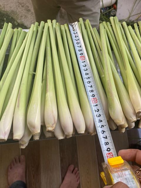 Fresh Lemongrass from Vietnam - Export wholesale High Quality (Certification: GAP, HACCP...) - 100% Organic - Image 3