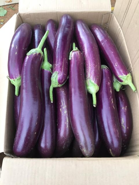 Fresh Eggplant from vietnam for export with standard quality best price and VIETGAP certification ready ship EU,US, ASIA market - Image 3