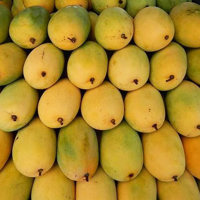 Famous CAT CHU Mango from Vietnam with Export quality / Guaranteed Sweet and Fresh (Ho Chi Minh Port) - Image 6