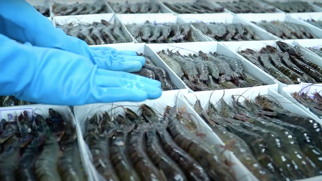 Best Quality Frozen Raw PD Vannamei Shrimp Wholesale from Vietnam/Frozen vannamei white shrimp raw peeled deveined tail on (PD) - Image 4