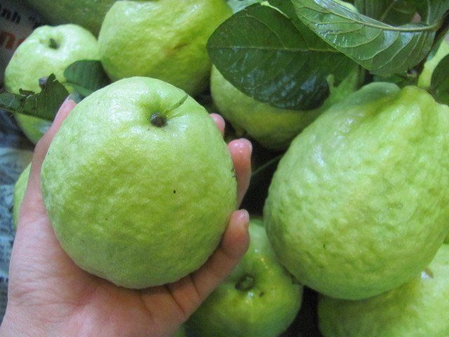 Vietnamese Guava export is widely grown in many regions, is a fruit with many nutritional benefits, with high vitamin C content. - Image 3