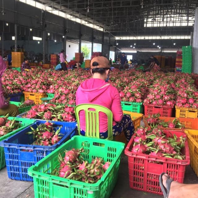 Fresh Red Dragon Fruit Frozen - Wholesale High Quality (Certification: GAP, HACCP...) - 100% Natural Fresh fruit – product photo 5, product detail gallery