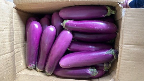 Fresh Eggplant from vietnam for export with standard quality best price and VIETGAP certification ready ship EU,US, ASIA market - Image 5