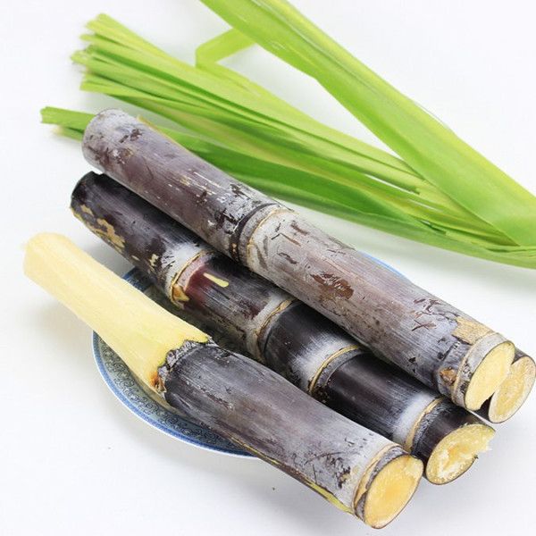 IQF - Frozen Sugarcane Stick - Factory Direct Sales - Frozen Fruits and Vegetables in bulk - Image 1