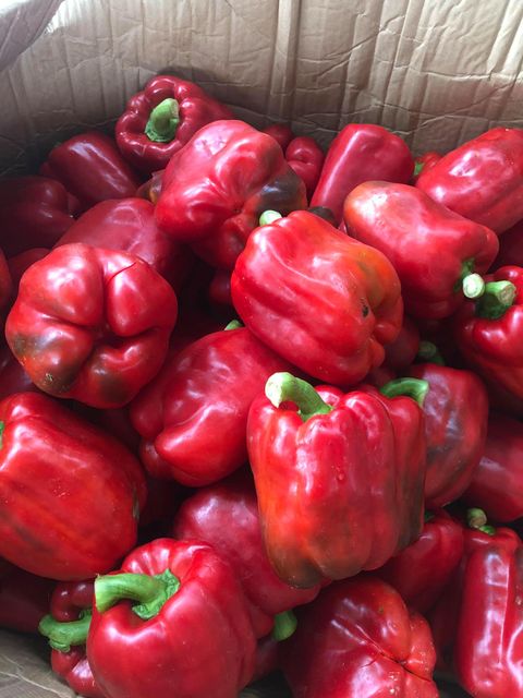 Capsicum/Fresh Red Bell pepper from Vietnam to the best price - VietGAP and GlobalGAP standards in agricultural production - Image 5