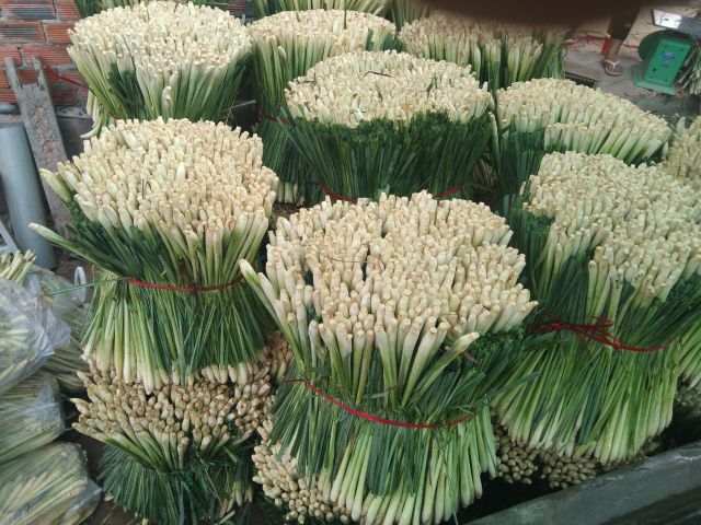 IQF Frozen Lemongrass - Tropical Fruits & Vegetables from Vietnam - Image 2