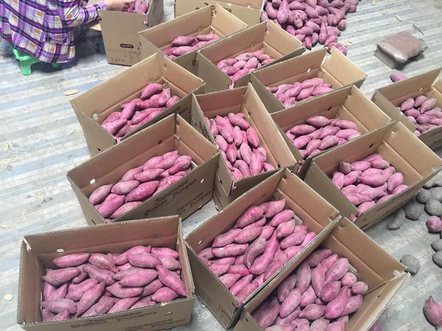 Japanese sweet potato from vietnam for export with high quality competive price japanese purple sweet potato - Image 4