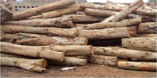 Wholesale Hardwood Eucalyptus Wood Logs and Timber Cheap Price from Natural Forest - Image 3