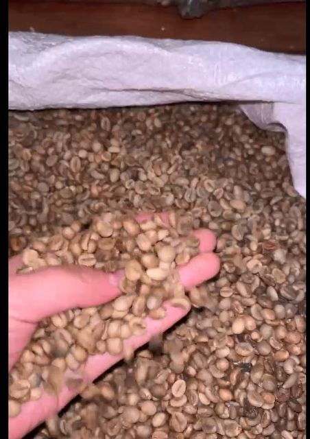 Coffee Gayo Sumatera - Image 2