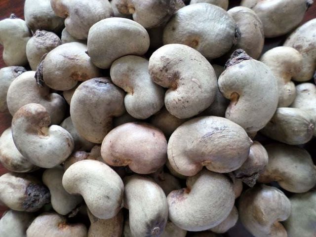 Raw Cashew Nut - Image 1
