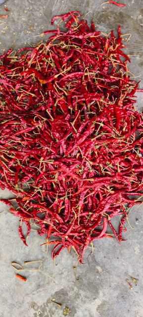 Red Chillies Place of Origin Guntur Packaging 25kg, 50kg PP Bags/Jute - Image 3