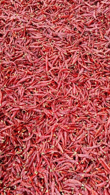 Red Chillies Place of Origin Guntur Packaging 25kg, 50kg PP Bags/Jute - Image 1