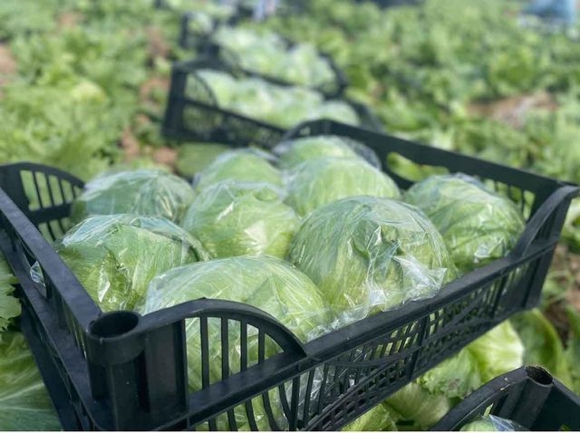 fresh lettuce Packaging cartoon Brand Name ayla - Image 1