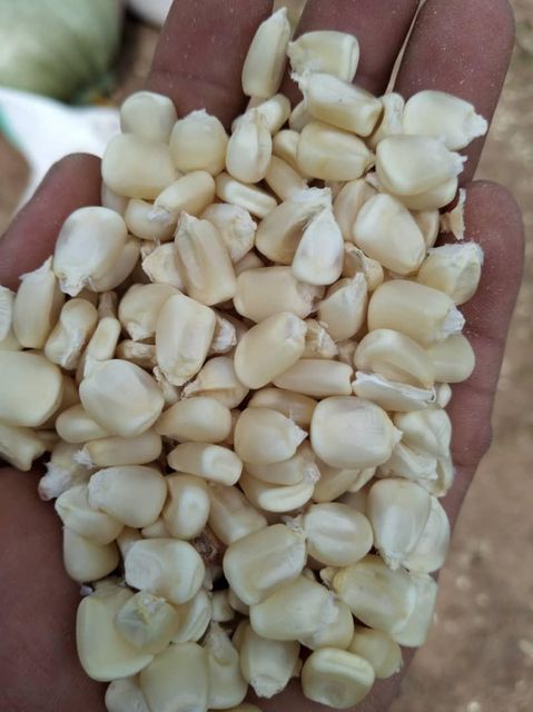 NON GMO WHITE CORN MAIZE - Image 2