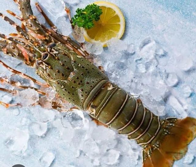 Frozen red bamboo lobster Form - Image 3