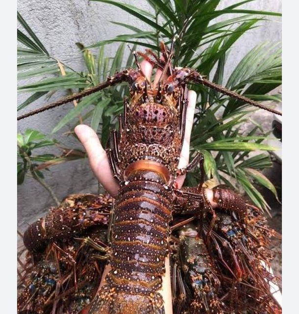 Frozen red bamboo lobster Form - Image 2