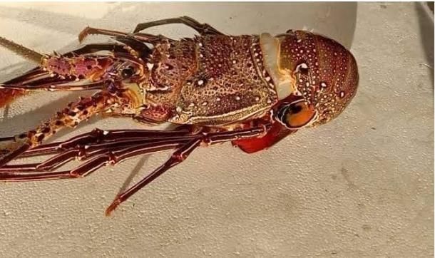 Frozen red bamboo lobster Form - Image 1
