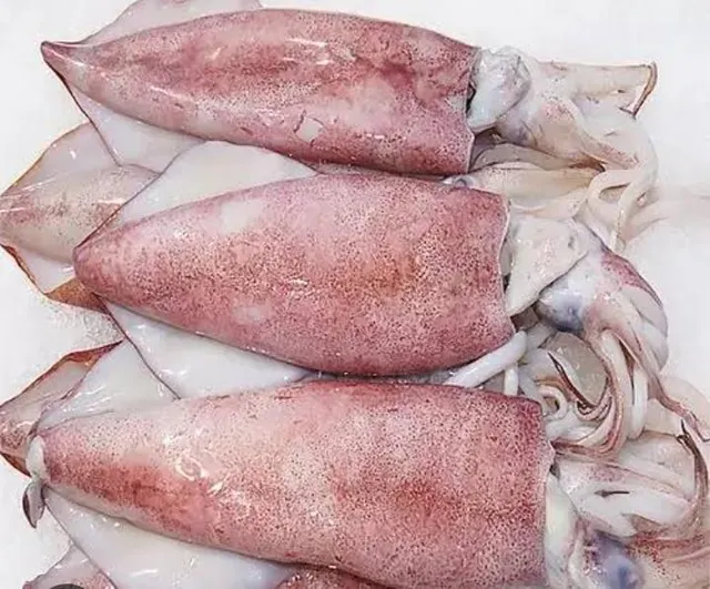 Giant wing squid - Image 3