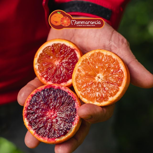Organic Tarocco Blood Orange - Image 3