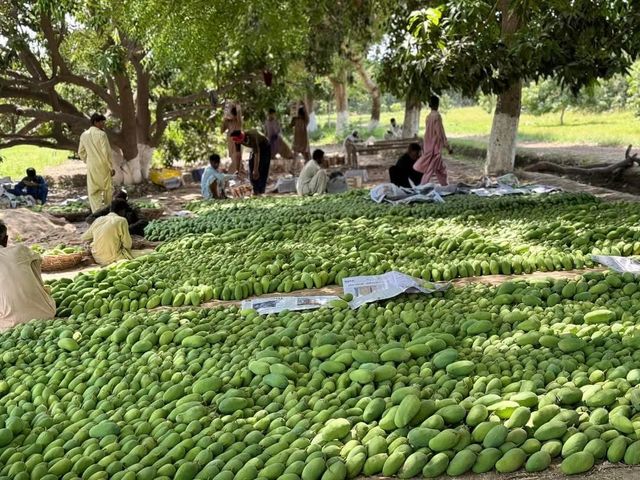Premium Fresh Mangoes - Image 1