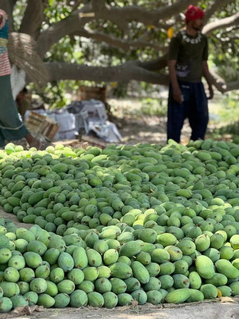 Premium Fresh Mangoes - Image 2