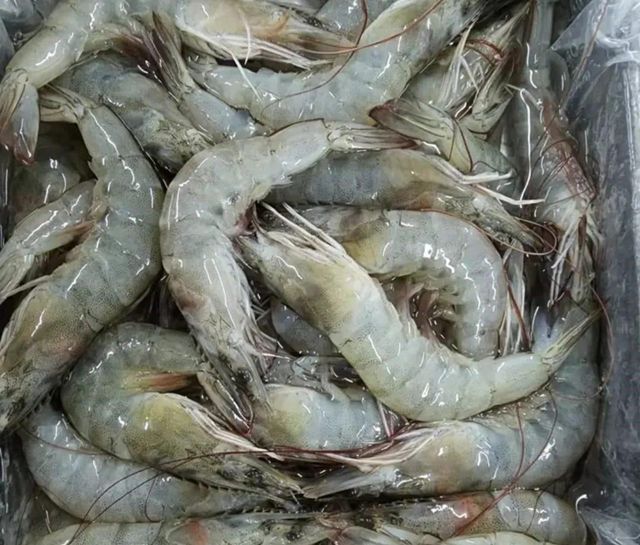 Frozen Black Tiger Shrimp - Image 2