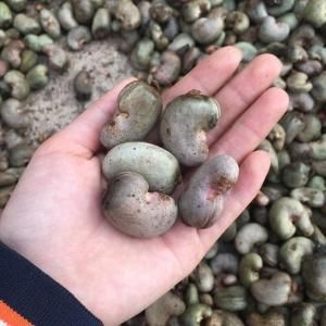 RAW CASHEW NUTS - Image 3