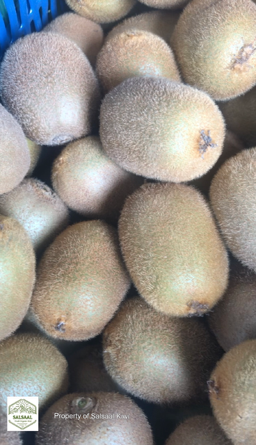 Fresh Organic Kiwi Fruit Size Range 25 To 45 Color Green, Red, Yellow Texture Minimal Fuzz, Smooth Skin Size Note Red Kiwi Is Naturally - Image 4