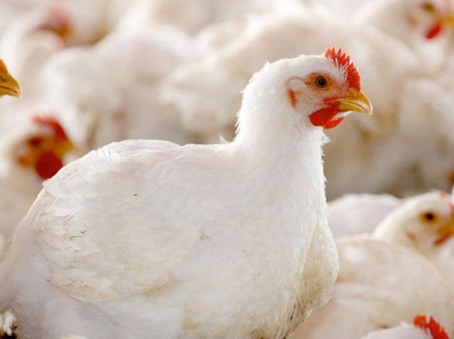 Poultry meat Place of Origin Dutch farm Quality High Dutch standards Brand Name You can name your - Image 2