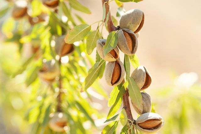 Organic almonds in shell - Image 2